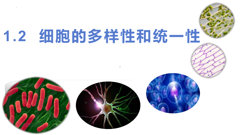 1.2 细胞的多样性和统一性 ppt课件-2023新人教版（2019）必修第一册.pptx_第1页