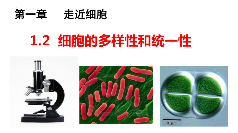 1.2细胞的多样性和统一性 ppt课件-2023新人教版（2019）必修第一册.pptx_第1页