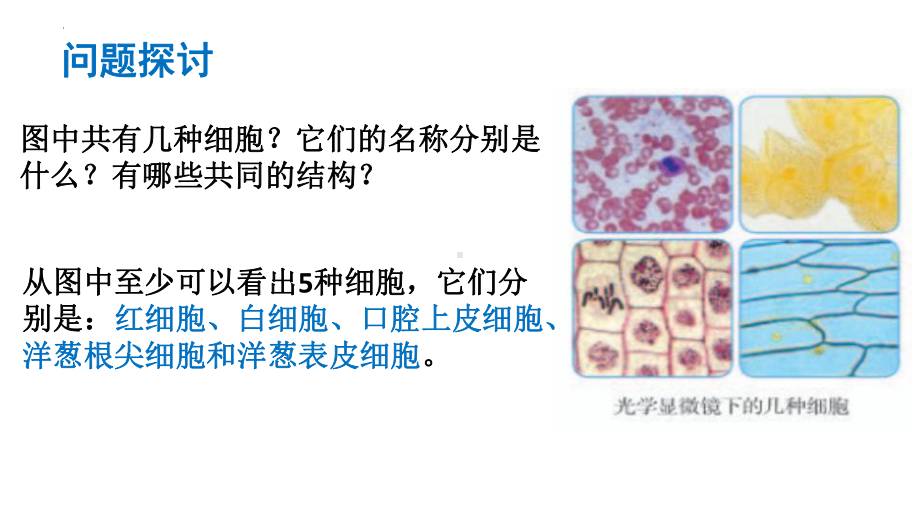 1.2细胞的多样性和统一性 ppt课件-2023新人教版（2019）必修第一册.pptx_第2页