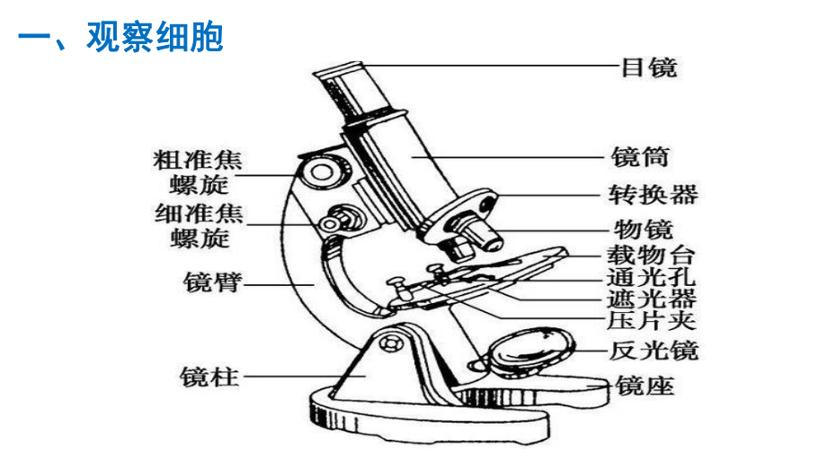 1.2细胞的多样性和统一性 ppt课件-2023新人教版（2019）必修第一册.pptx_第3页