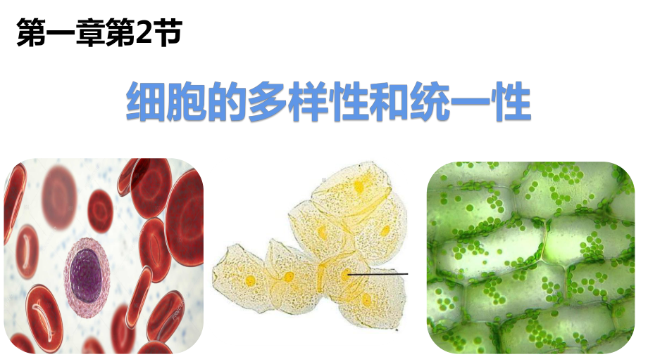 1.2 细胞的多样性和统一性 ppt课件 -2023新人教版（2019）必修第一册.pptx_第1页