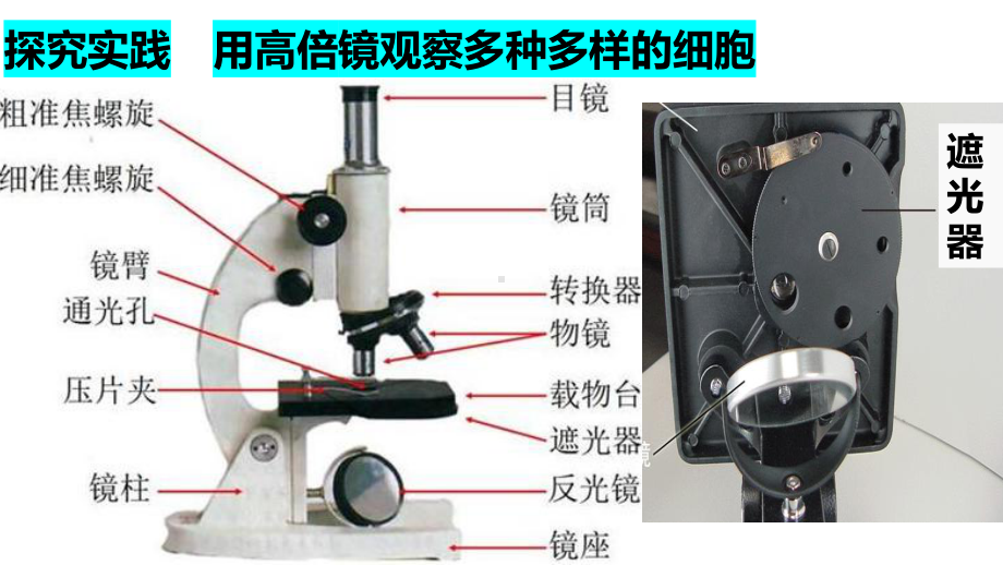 1.2 细胞的多样性和统一性 ppt课件 -2023新人教版（2019）必修第一册.pptx_第3页