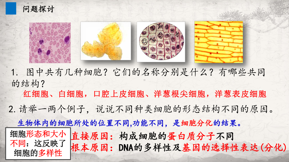 1.2 细胞的多样性和统一性 ppt课件-2023新人教版（2019）必修第一册.pptx_第3页