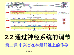 兴奋在神经纤维上的传导含动画课件.ppt