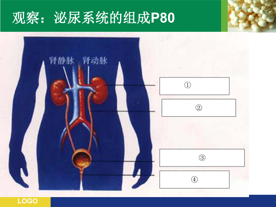 初中生物七年级《尿的形成和排出》公开课优秀课件.pptx_第3页