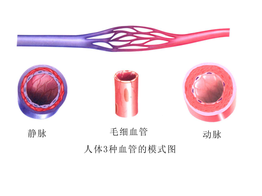 初中生物-八年级上册生物复习1-苏科版课件.ppt_第2页