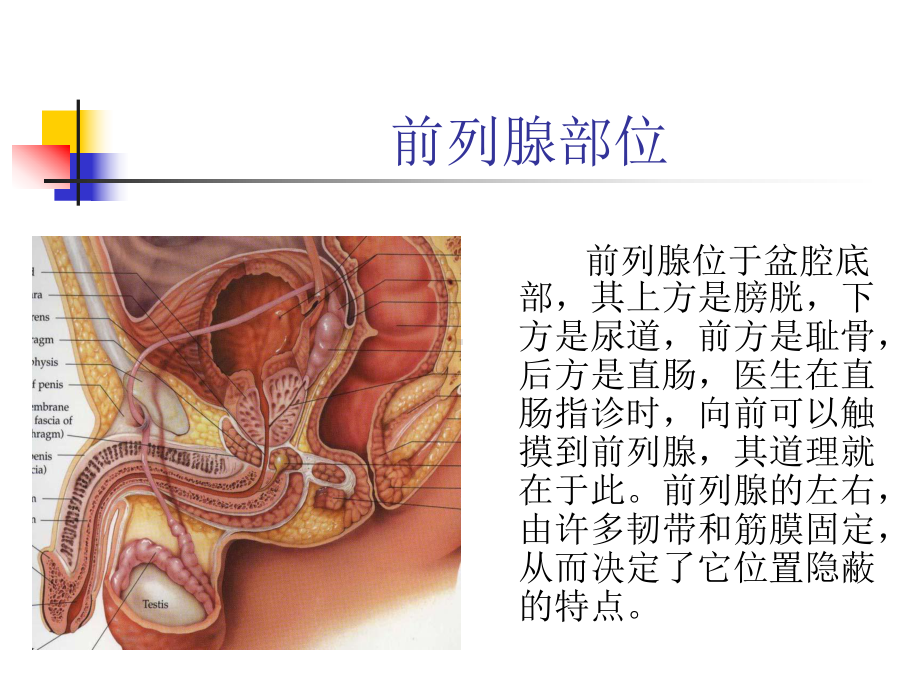 前列腺疾病的诊断和治疗.ppt_第2页