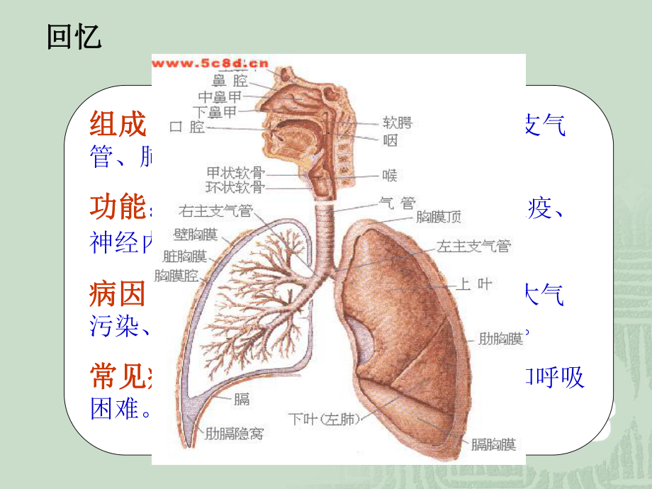 呼吸系统常见症状护理.ppt_第3页