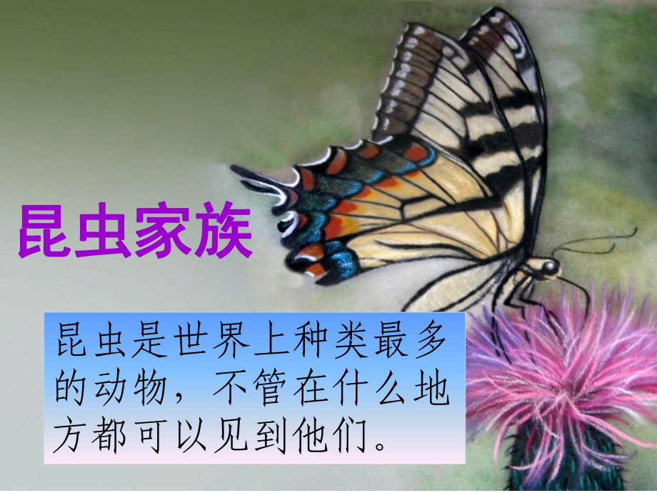 培英常识《昆虫家族》.ppt_第1页