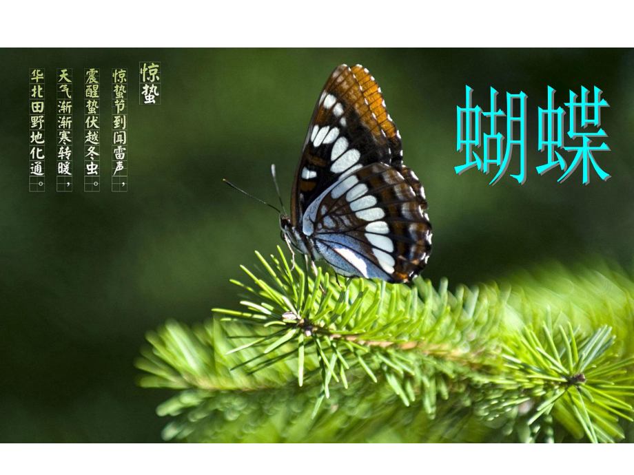 培英常识《昆虫家族》.ppt_第3页