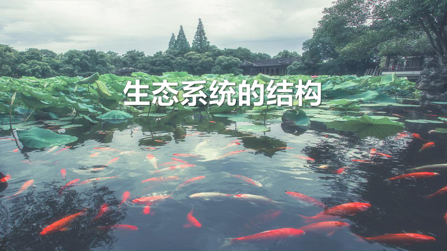 一轮复习ppt课件：生态系统的结构-2023新人教版(2019）《高中生物》选择性必修第二册.pptx_第1页