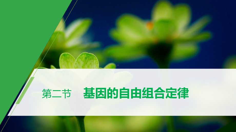 第4章 第二节 基因的自由组合定律 ppt课件-2023新北师大版（2019）《高中生物》必修第二册.pptx_第1页