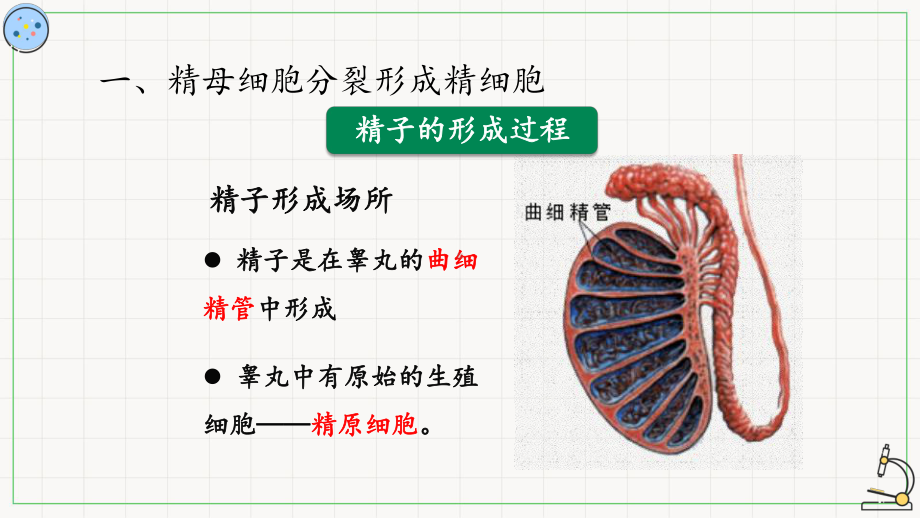 3.2减数分裂与配子形成ppt课件-2023新北师大版（2019）《高中生物》必修第二册.pptx_第3页