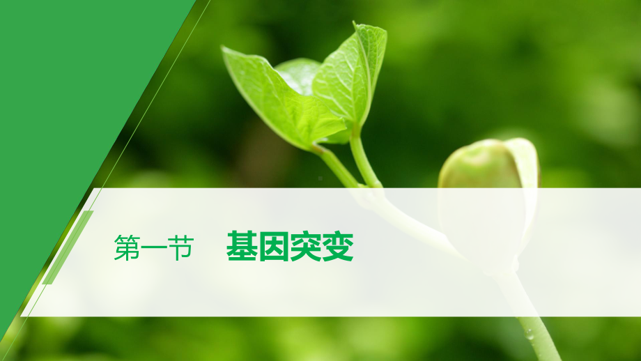 第5章 第一节 基因突变 ppt课件-2023新北师大版（2019）《高中生物》必修第二册.pptx_第1页