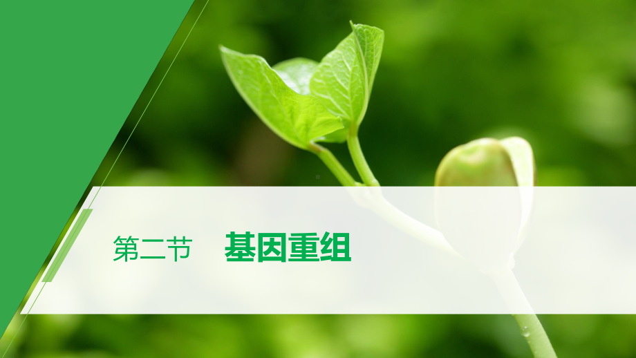 第5章 第二节 基因重组 ppt课件-2023新北师大版（2019）《高中生物》必修第二册.pptx_第1页