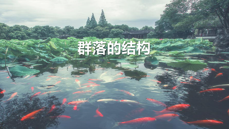 一轮复习：群落的结构与演替 ppt课件-2023新人教版（2019）《高中生物》选择性必修第二册.pptx_第1页