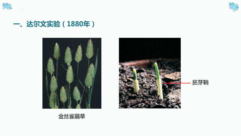 5.1 植物生长素的发现与作用ppt课件 -2023新北师大版（2019）《高中生物》必修第一册.pptx_第3页