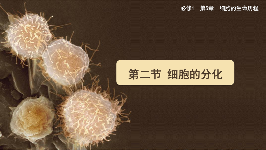 5.2 细胞的分化 ppt课件 -2023新北师大版（2019）《高中生物》必修第一册.pptx_第1页