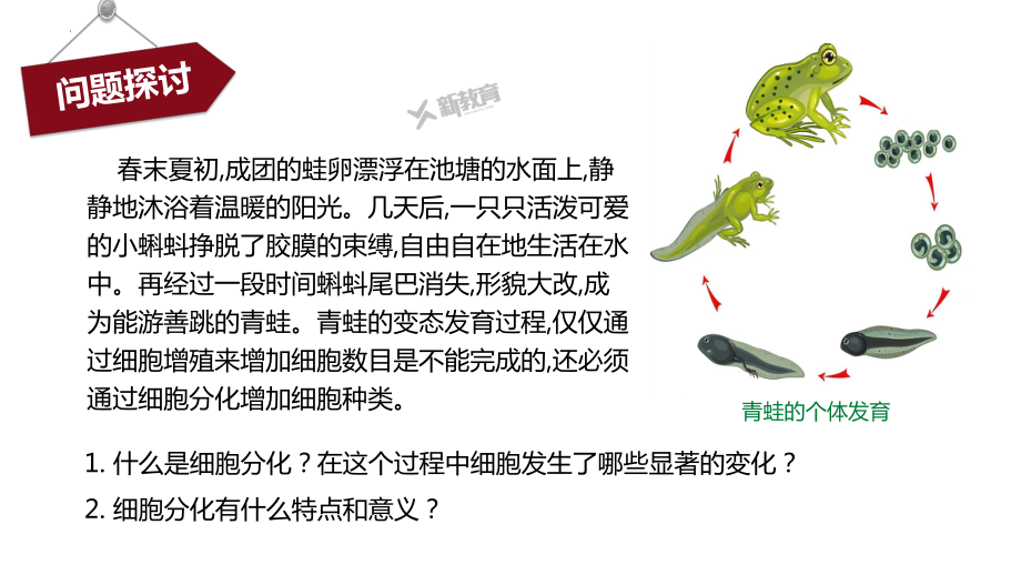 5.2 细胞的分化 ppt课件 -2023新北师大版（2019）《高中生物》必修第一册.pptx_第3页