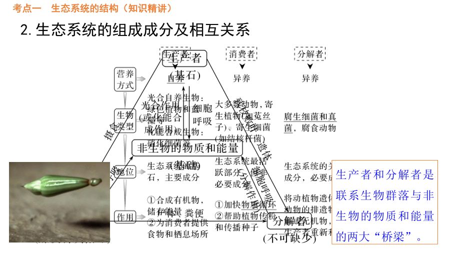 二轮复习：生态系统的结构与能量流动 ppt课件-2023新人教版（2019）《高中生物》选择性必修第二册.pptx_第3页