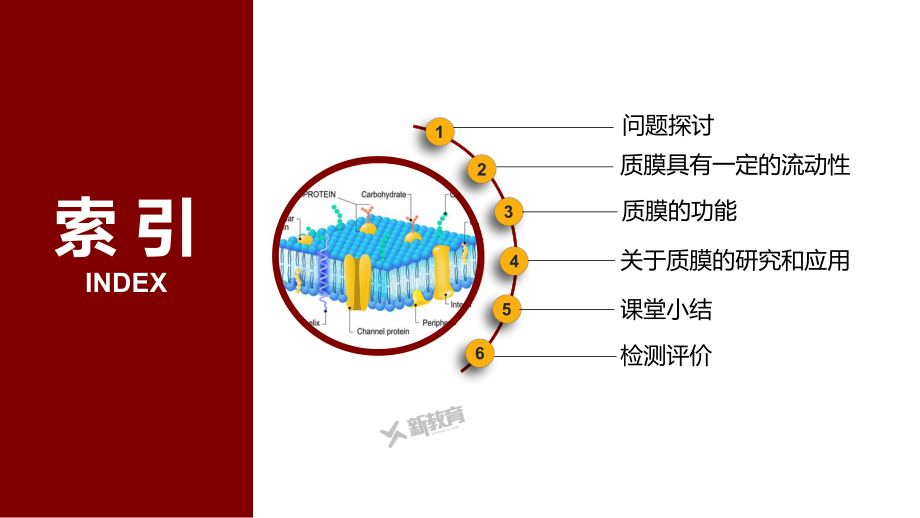 2.1.1 质膜的结构与功能 ppt课件(1)-2023新北师大版（2019）《高中生物》必修第一册.pptx_第2页