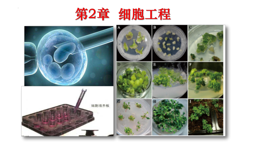 2.1 植物细胞工程 ppt课件 -2023新人教版（2019）《高中生物》选择性必修第三册.pptx_第2页