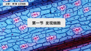 1.1 发现细胞 ppt课件-2023新北师大版（2019）《高中生物》必修第一册.pptx