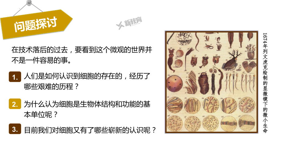 1.1 发现细胞 ppt课件-2023新北师大版（2019）《高中生物》必修第一册.pptx_第3页