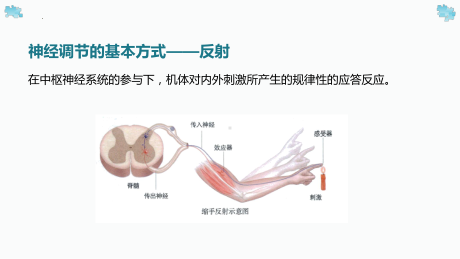 2.1 神经调节的基本方式ppt课件-2023新北师大版（2019）《高中生物》必修第一册.pptx_第2页