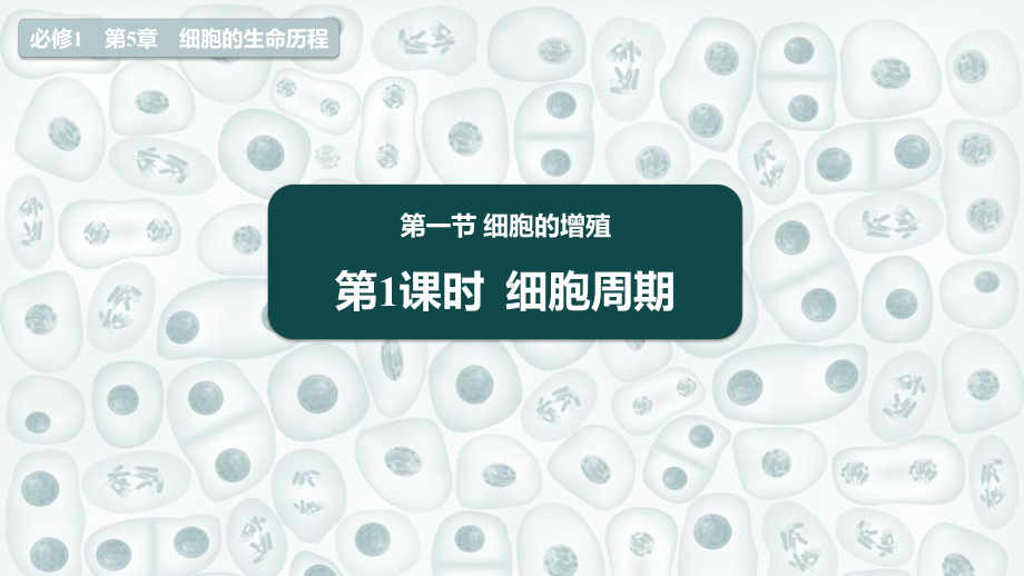 5.1.1 细胞周期 ppt课件-2023新北师大版（2019）《高中生物》必修第一册.pptx_第1页