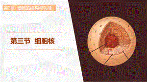 2.3 细胞核 ppt课件-2023新北师大版（2019）《高中生物》必修第一册.pptx