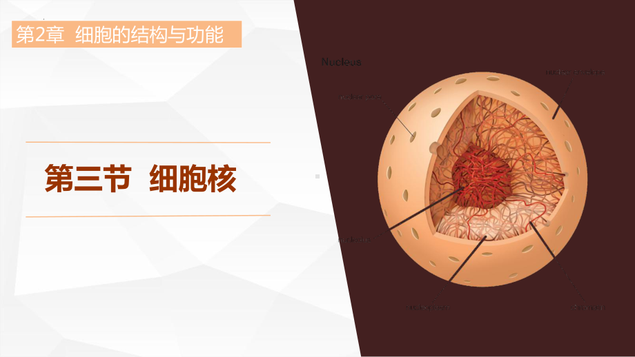 2.3 细胞核 ppt课件-2023新北师大版（2019）《高中生物》必修第一册.pptx_第1页