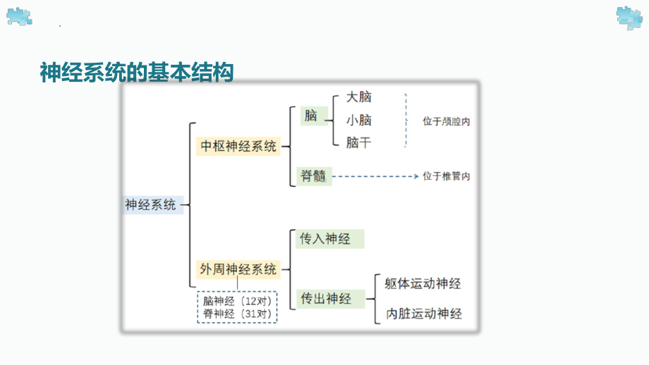 2.2 神经冲动的产生与传导 ppt课件-2023新北师大版（2019）《高中生物》必修第一册.pptx_第3页