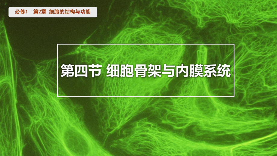 2.4 细胞骨架与内膜系统 ppt课件-2023新北师大版（2019）《高中生物》必修第一册.pptx_第1页