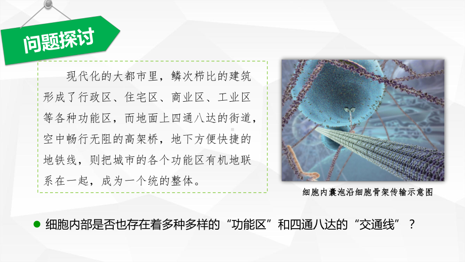 2.4 细胞骨架与内膜系统 ppt课件-2023新北师大版（2019）《高中生物》必修第一册.pptx_第3页