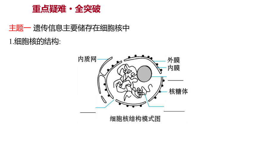 2.2第3课时细胞核、细胞各部分结构分工合作及原核细胞和真核细胞的区别ppt课件-2023新苏教版（2019）《高中生物》必修第一册.ppt_第2页