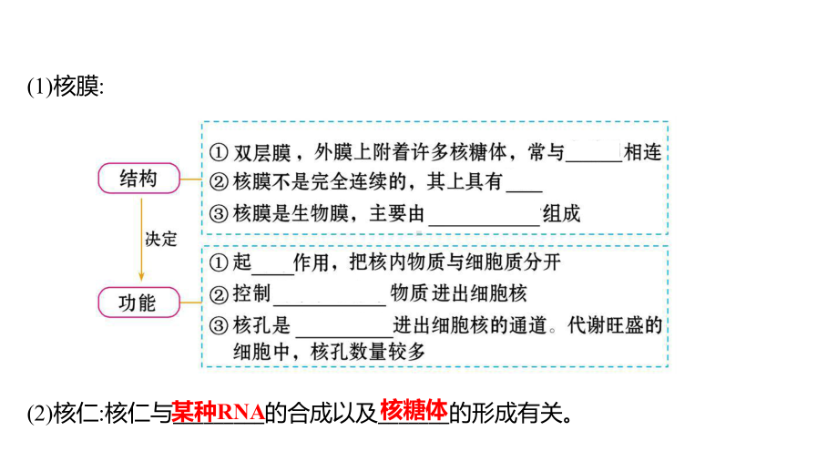 2.2第3课时细胞核、细胞各部分结构分工合作及原核细胞和真核细胞的区别ppt课件-2023新苏教版（2019）《高中生物》必修第一册.ppt_第3页