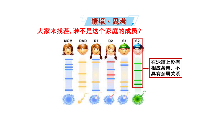 1.3.2 细胞中的蛋白质和核酸-检测生物组织中的蛋白质、核酸储存与传递遗传信息 ppt课件-2023新苏教版（2019）《高中生物》必修第一册.ppt_第2页