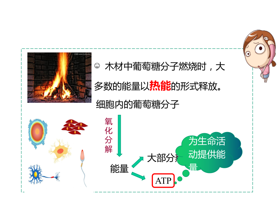 3.1.2 细胞的能量“通货”-ATP ppt课件-2023新苏教版（2019）《高中生物》必修第一册.pptx_第3页