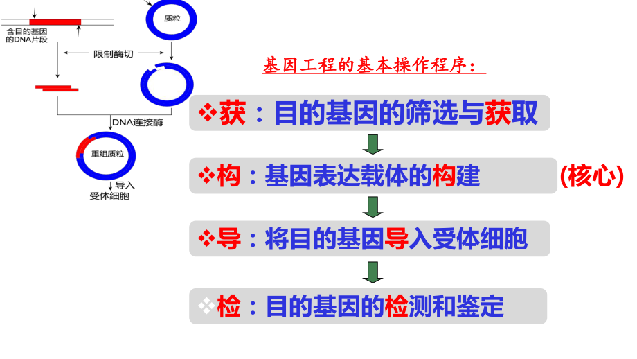 一轮复习ppt课件：第37讲基因工程-2023新人教版（2019）《高中生物》选择性必修第三册.pptx_第2页