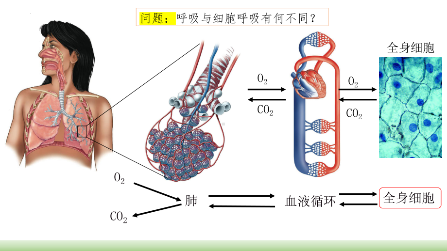 3.4细胞呼吸为细胞生活提供能量ppt课件-2023新浙科版（2019）《高中生物》必修第一册.pptx_第2页