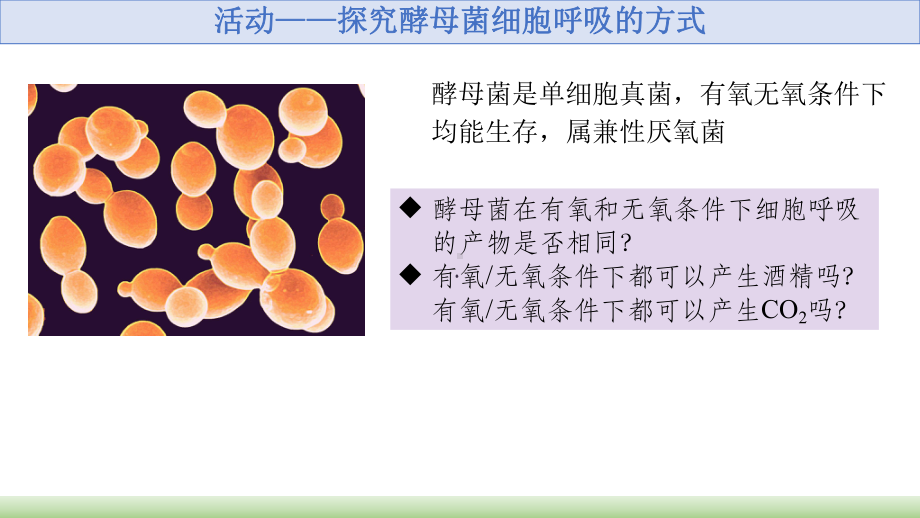 3.4细胞呼吸为细胞生活提供能量ppt课件-2023新浙科版（2019）《高中生物》必修第一册.pptx_第3页