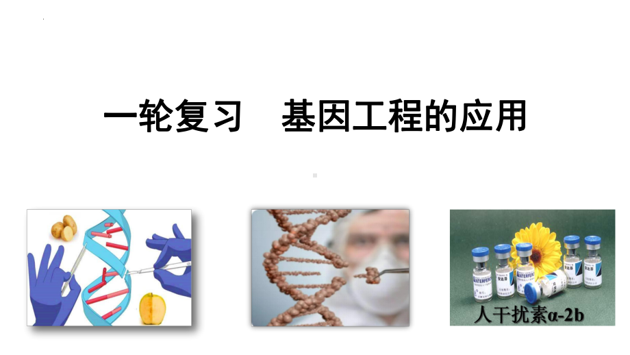 一轮复习ppt课件 基因工程的应用、蛋白质工程-2023新人教版（2019）《高中生物》选择性必修第三册.pptx_第1页