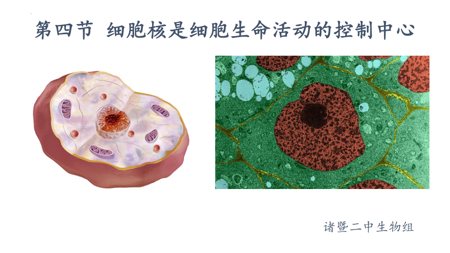 2.4细胞核是细胞生命活动的控制中心ppt课件 -2023新浙科版（2019）《高中生物》必修第一册.pptx_第1页