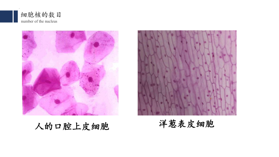 2.4细胞核是细胞生命活动的控制中心ppt课件 -2023新浙科版（2019）《高中生物》必修第一册.pptx_第3页