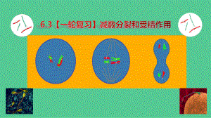 一轮复习生物：减数分裂和受精作用ppt课件-2023新苏教版（2019）《高中生物》必修第二册.pptx