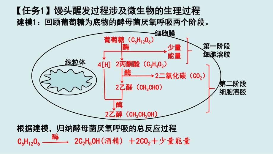 初探馒头制作醒发工艺条件-细胞呼吸学考复习专题ppt课件-2023新浙科版（2019）《高中生物》必修第一册.pptx_第3页