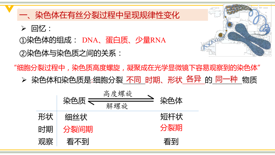 4.1.2染色体在有丝分裂过程中呈现规律性变化、有丝分裂的意义和细胞癌变 ppt课件-2023新浙科版（2019）《高中生物》必修第一册.pptx_第3页