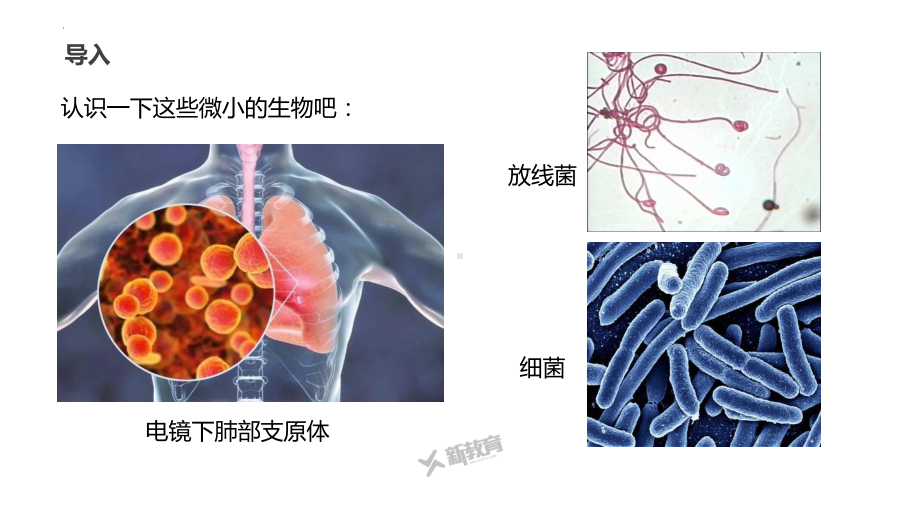 2.6 原核细胞内无成形的细胞核ppt课件-2023新浙科版（2019）《高中生物》必修第一册.pptx_第2页