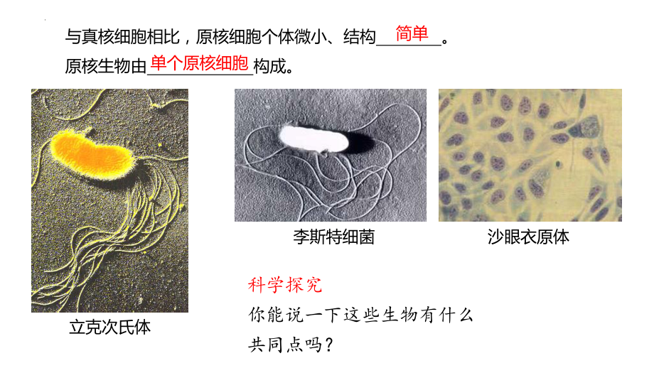 2.6 原核细胞内无成形的细胞核ppt课件-2023新浙科版（2019）《高中生物》必修第一册.pptx_第3页